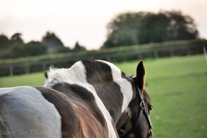 Sept 2012 piebald web