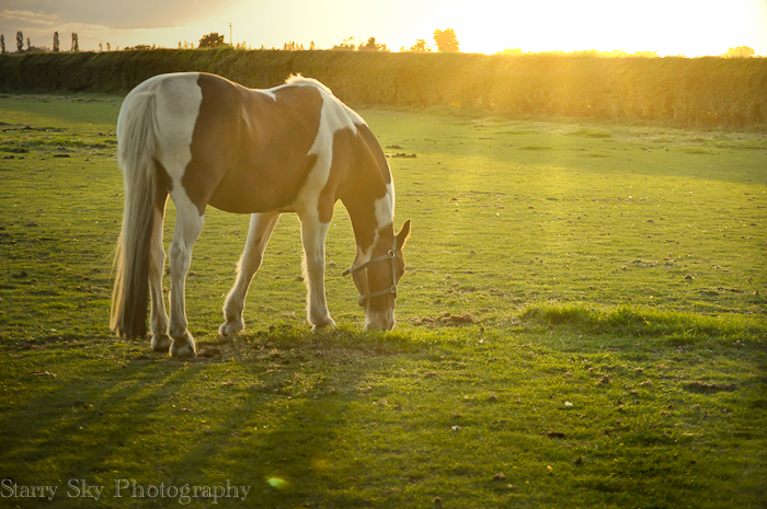 Sept 2012 piebald web-4