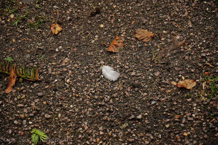 Oct 2012 foggy morning web-5