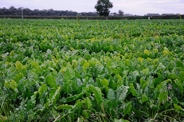Sept 2012 sugar beets web-4