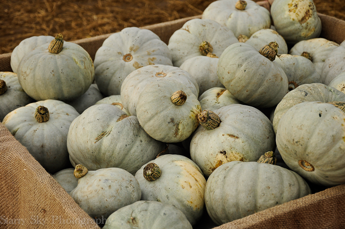 Oct 2012 pumpkin patch 5 web