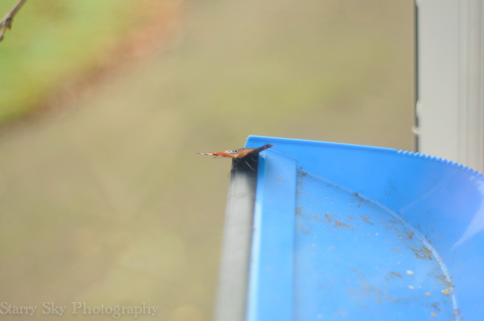 Oct 2012 butterfly web-2