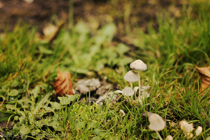 Oct 2012 moira fall 4 web-5