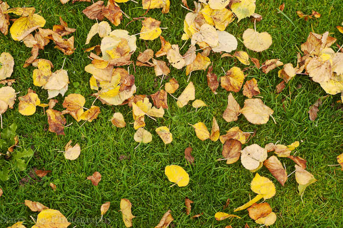 Oct 2012 moira fall web-15