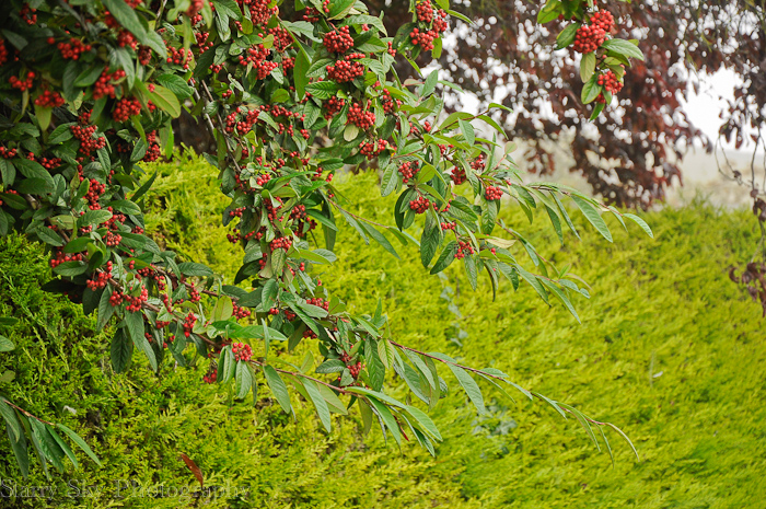 Oct 2012 foggy morning web-2