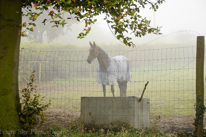 Oct 2012 foggy morning web-6