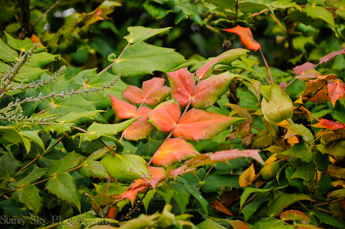 Oct 2012 foggy morning web-7