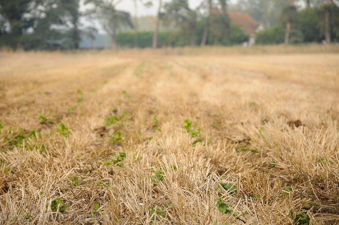 Oct 2012 pumpkin patch 4 web