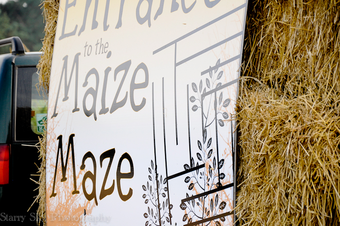 Oct 2012 pumpkin patch maze web