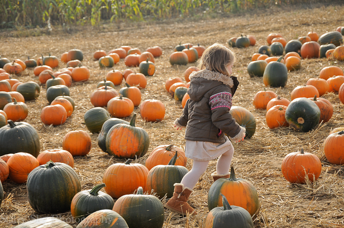 Oct 2012 pumpkin patch 6 web-2
