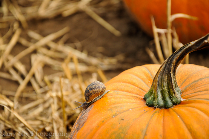 Oct 2012 pumpkin patch 2 web-3