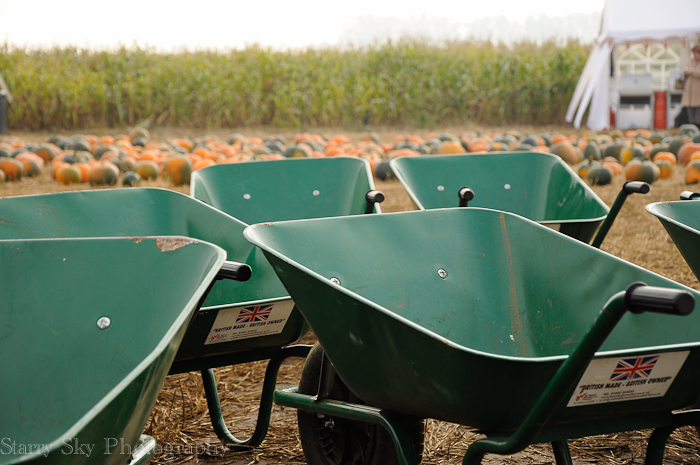 Oct 2012 pumpkin patch 2 web-2