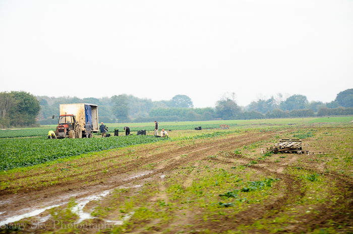 Ocr 2012 harvest web
