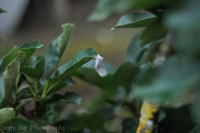 Oct 2012 nature web-3