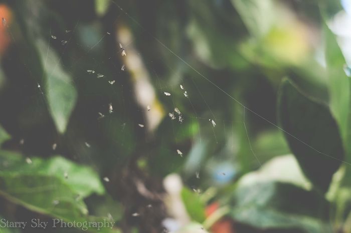 Oct 2012 nature  2 web