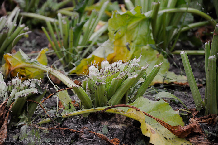 Sept 2012 sugar beets web-5