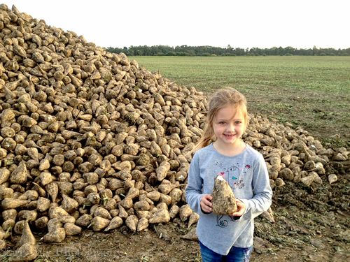 Sept 2012 sugar beets web