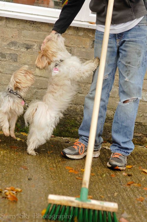 Nov 2012 raking leaves web-9