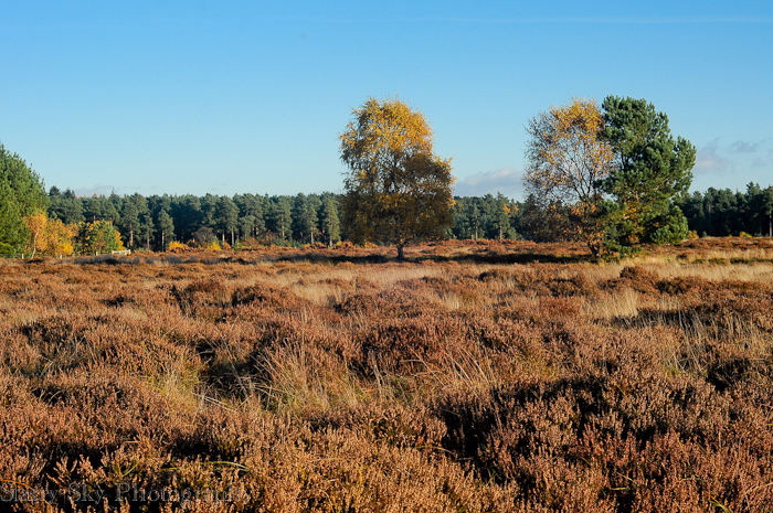 Nov 2012 ponies web-2