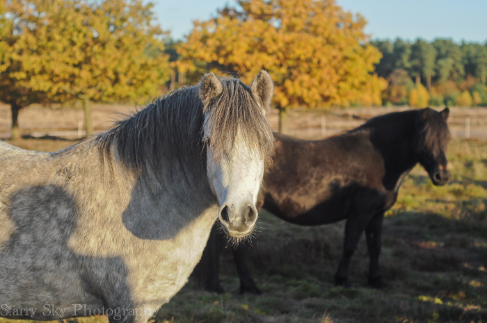 Nov 2012 ponies web-6