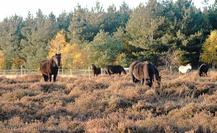 Nov 2012 ponies web-9