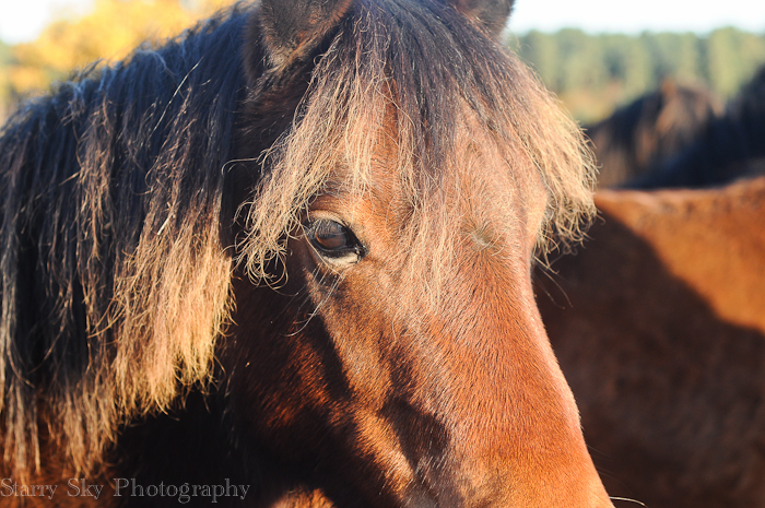 Nov 2012 ponies web-4