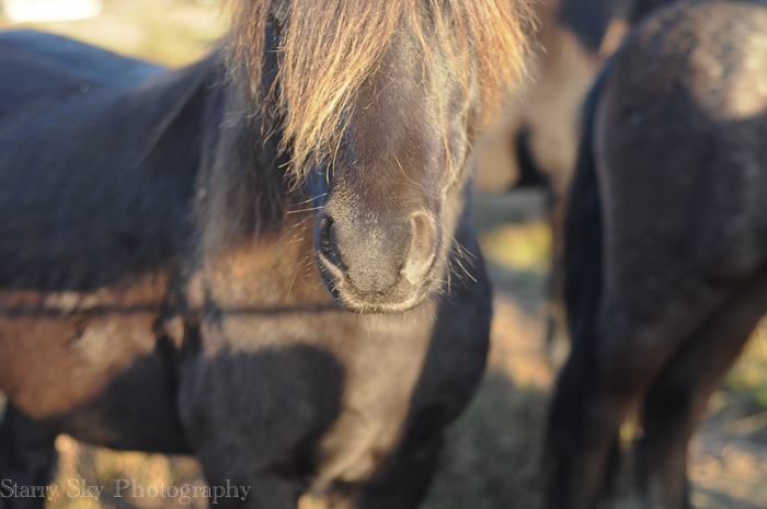 Nov 2012 ponies web-5