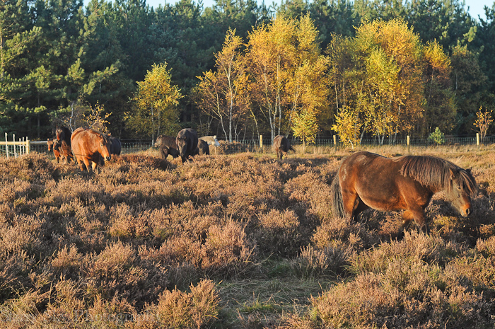 Nov 2012 ponies web-8