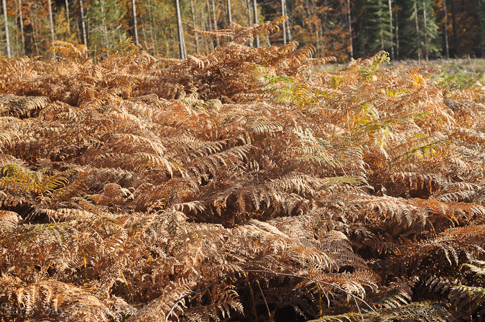 Nov 2012 brandon web-3