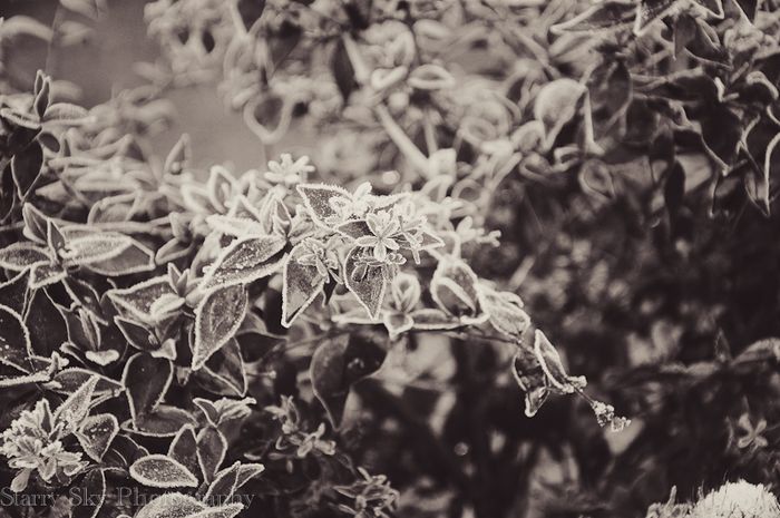 Dec 2012 frost farm web