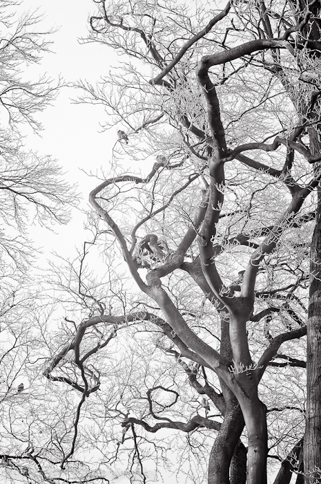 Dec 2012 birds roosting web