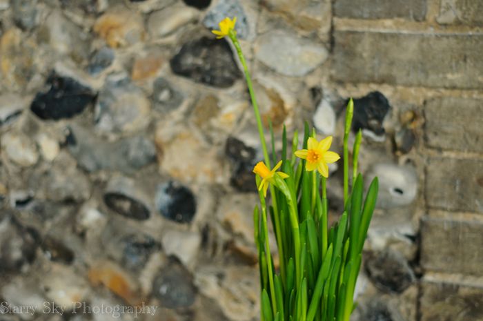 Jan 2013 bulbs web-2