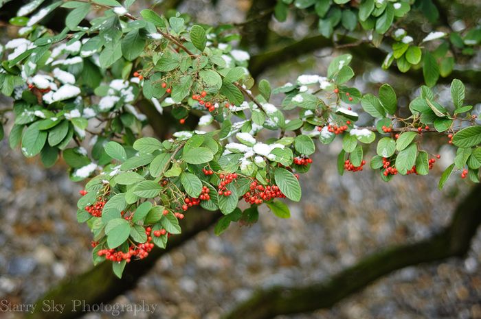 Jan 2013 snow bush web