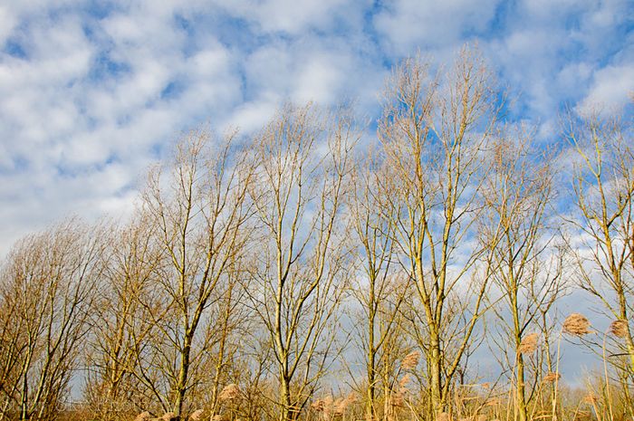 Dec 2012 fen 2 web-6