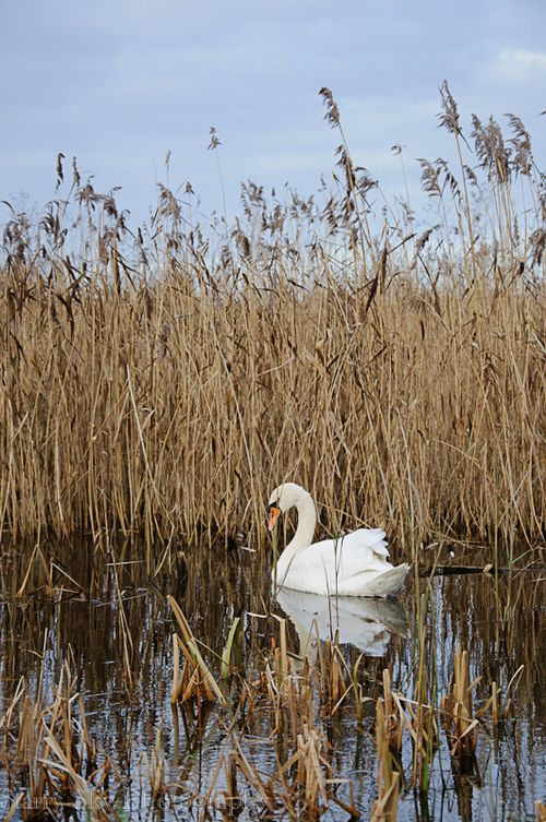 Dec 2012 fen 2 web-5