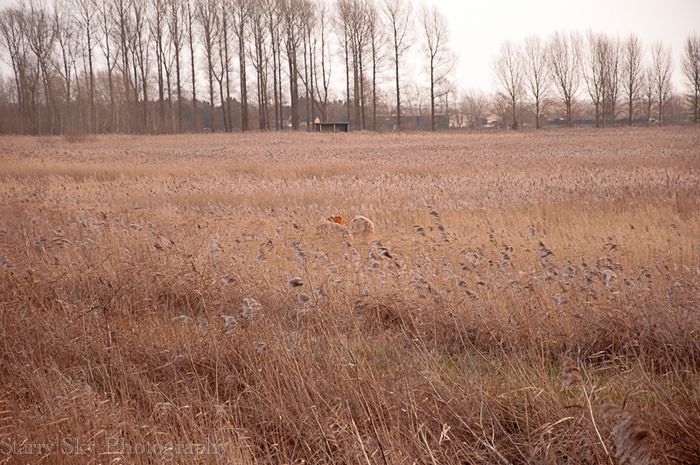 Dec 2012 fen 2 web-12