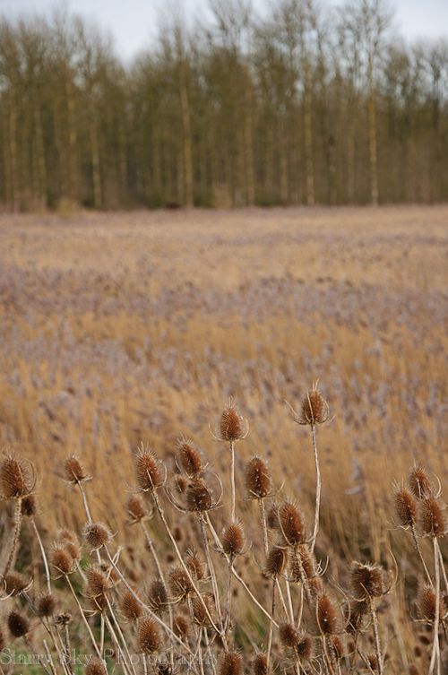 Dec 2012 fen 2 web-10