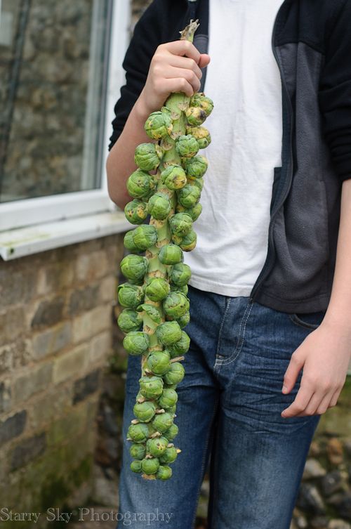 Jan 2013 sprouts web