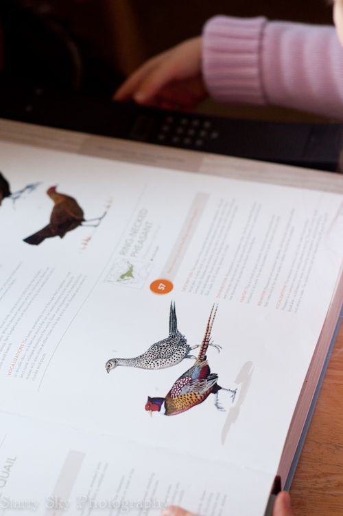 Feb 2013 bird song web_-3