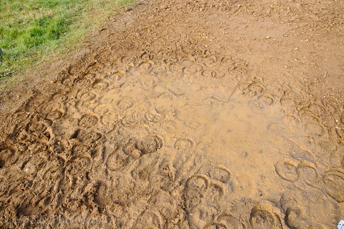 Feb 2013 newmarket racing web_-4