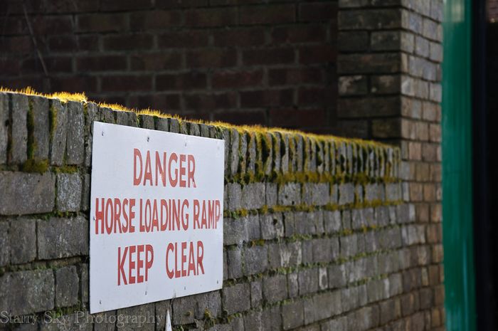 Feb 2013 newmarket racing web_-5