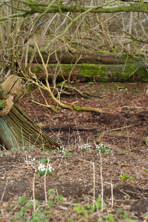 Feb 2013 snowdrop web