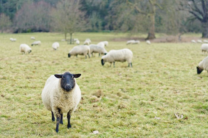 Feb 2013 ickworth sheep web-8