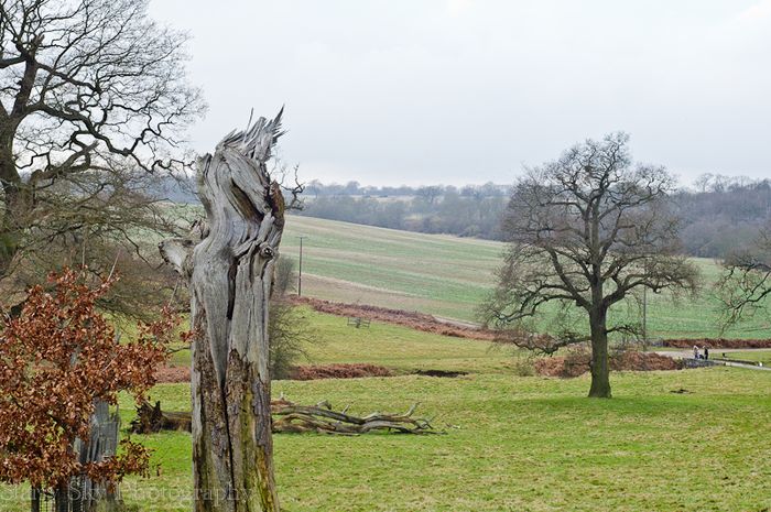 Feb 2013 ickworth sheep web-2