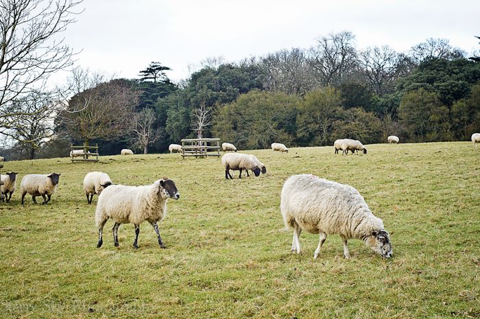 Feb 2013 ickworth sheep web