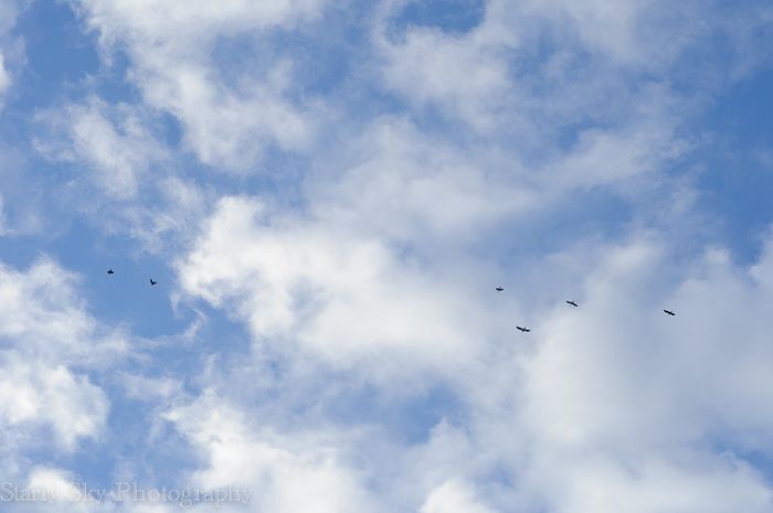Feb 2013 ickworth sheep web-4