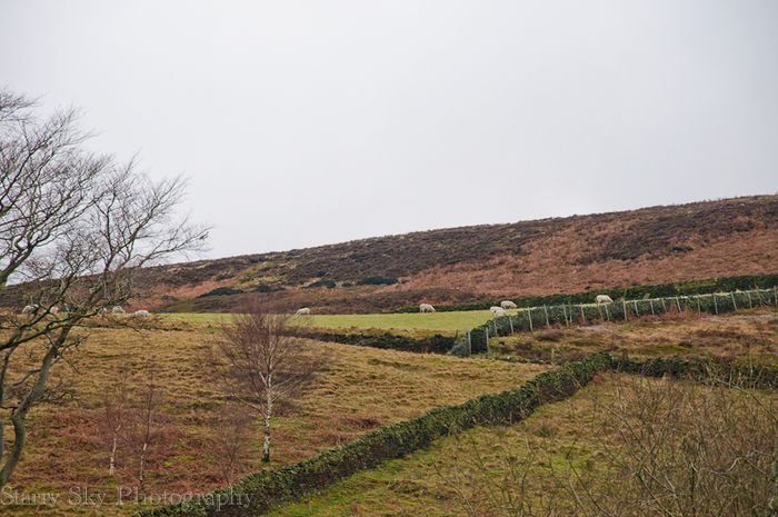 Jan 2013 tintwhistle web