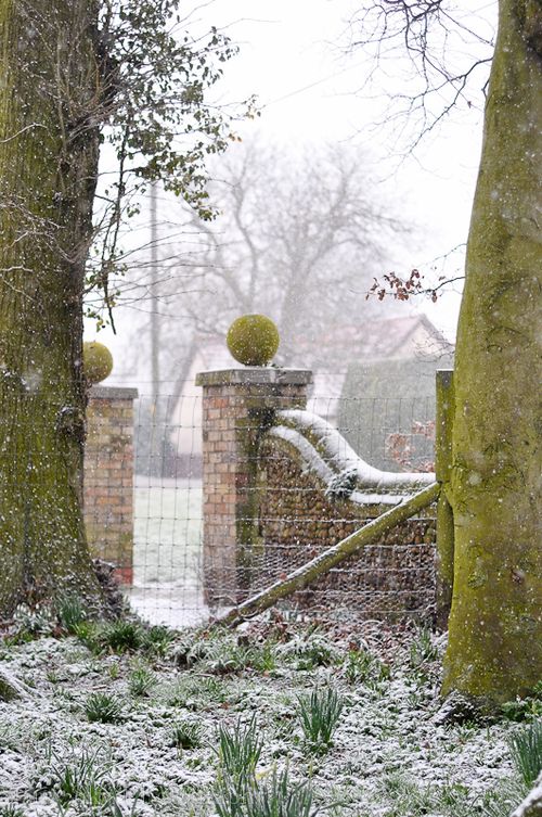 Mar 2013 daffodils snow web-3