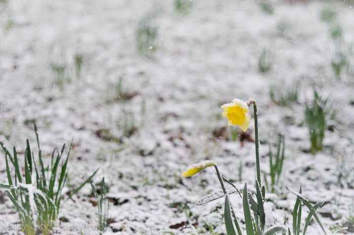 Mar 2013 daffodils snow web