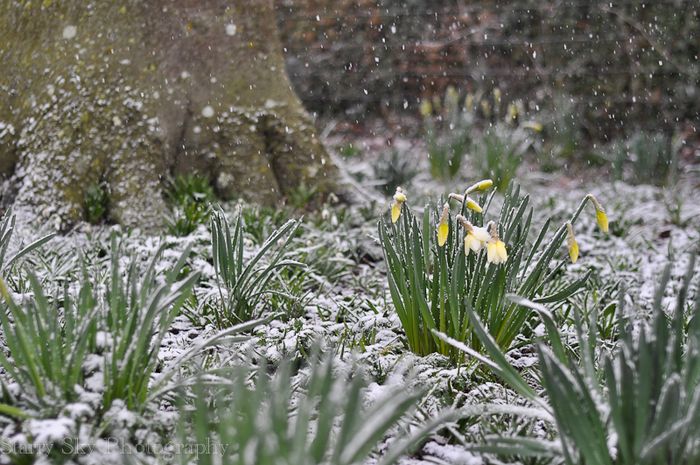 Mar 2013 daffodils snow web-2